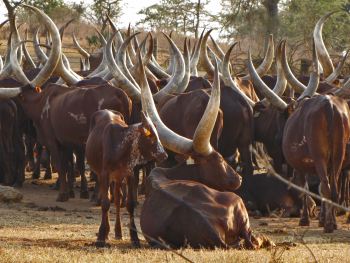 Ankole vee